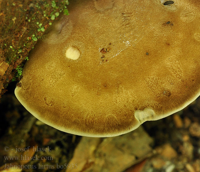 Jahnoporus hirtus Krásnoporka chlupatá Brauner Haarstielporling Polypore hérissé