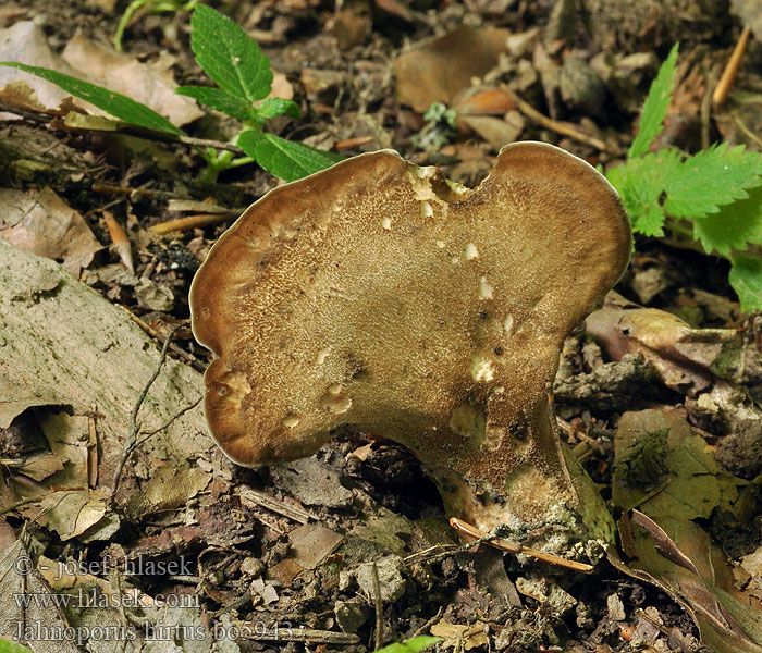 Jahnoporus hirtus Krásnoporka chlupatá