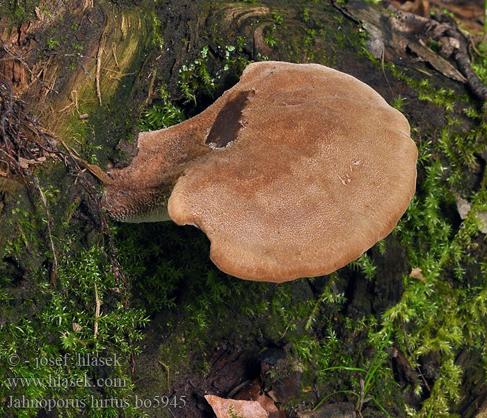 Haarstielporling Jahnoporus hirtus Krásnoporka chlupatá Brauner Polypore hérissé