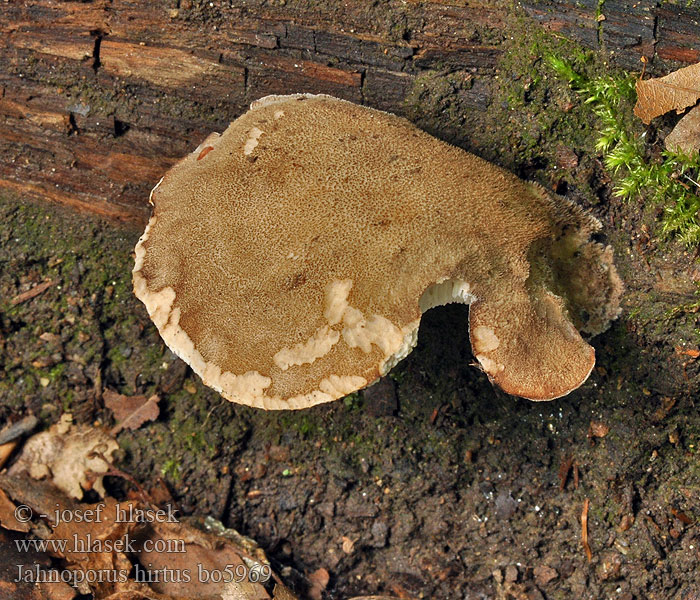 Brauner Haarstielporling Jahnoporus hirtus Krásnoporka chlupatá Polypore hérissé