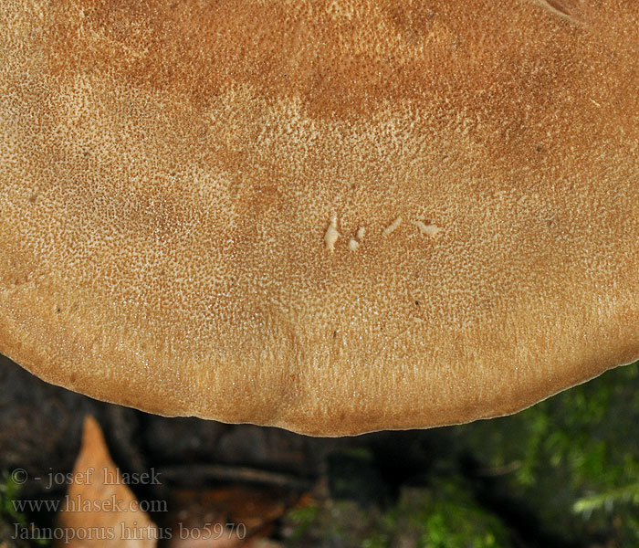 Polypore hérissé Brauner Haarstielporling Jahnoporus hirtus Krásnoporka chlupatá