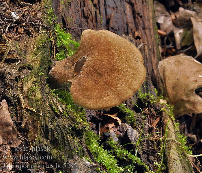 Polypore hérissé Brauner Haarstielporling Jahnoporus hirtus Krásnoporka chlupatá