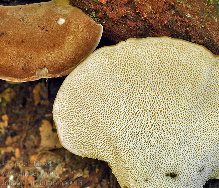 Krásnoporka chlupatá Polypore hérissé Brauner Haarstielporling Jahnoporus hirtus