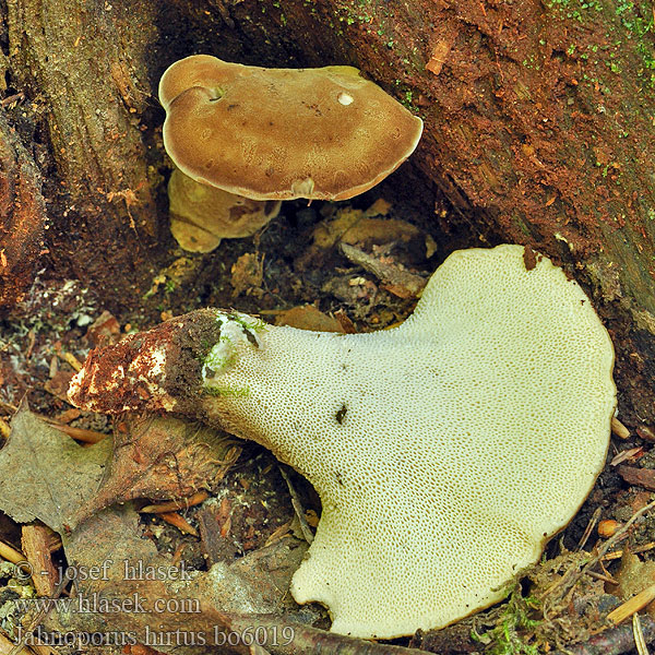 Krásnoporka chlupatá Polypore hérissé Brauner Haarstielporling Jahnoporus hirtus