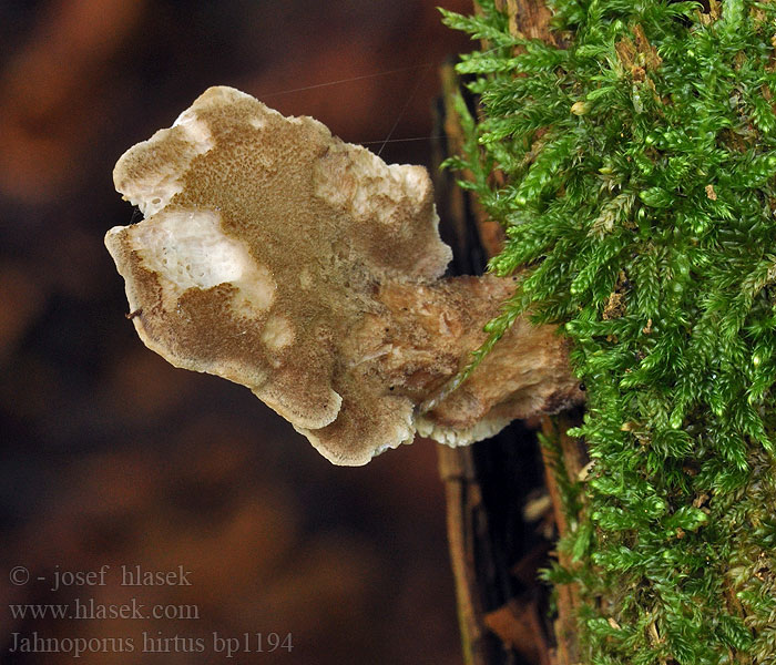 Krásnoporka chlupatá Polypore hérissé Brauner Haarstielporling Jahnoporus hirtus