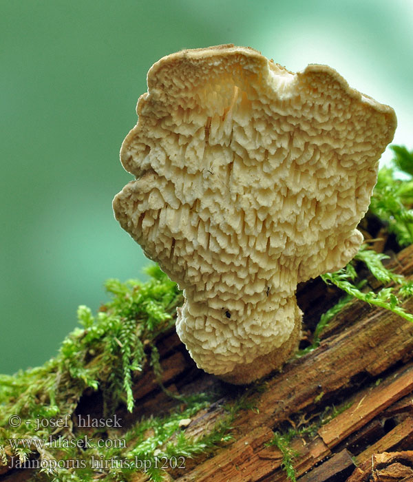 Jahnoporus hirtus Krásnoporka chlupatá Polypore hérissé