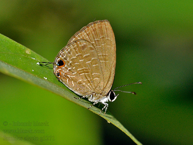 Jamides alecto Metallic cerulean