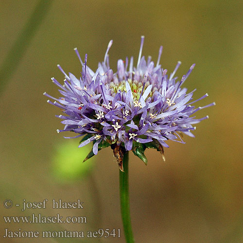 Jasione montana Sheep's Bit Mountain sheepsbit Jasione montagnes