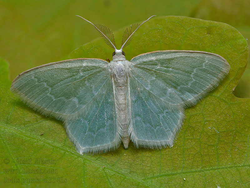 Blåbärslundmätare Blåbærlundmåler Miernik borówczak ヒメウスアオシャク Thalera