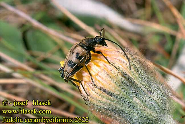 Judolia cerambyciformis Pachytodes Gefleckter Blütenbock