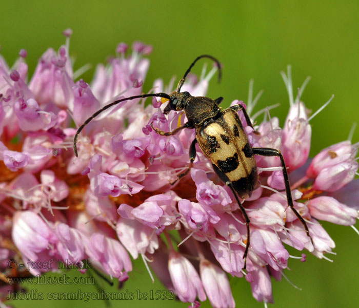 Judolia cerambyciformis Pachytodes Korte smalboktor