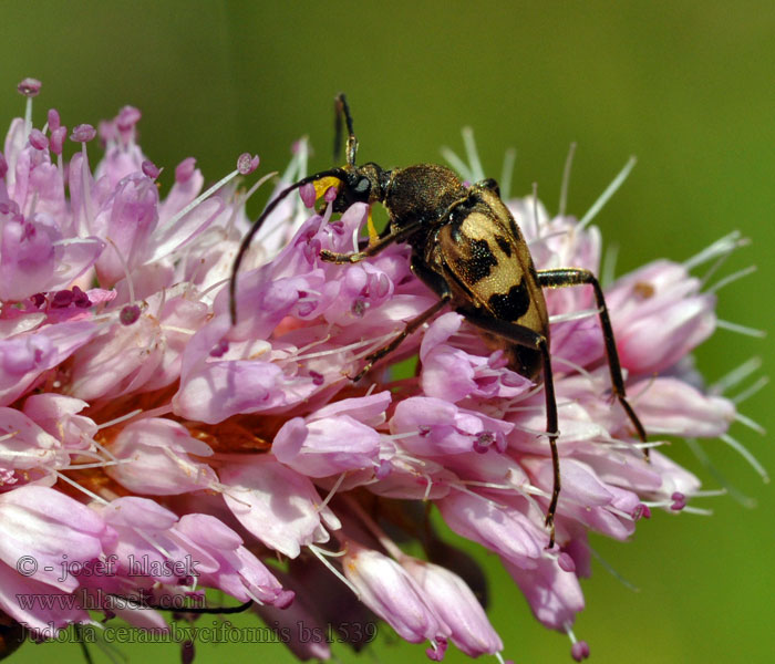 Judolia cerambyciformis Pachytodes Bred blombock