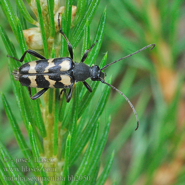 Judolia sexmaculata Sechsfleckiger Halsbock