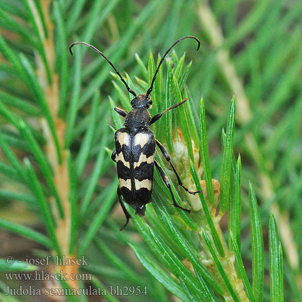 Judolia sexmaculata Sechsfleckiger Halsbock