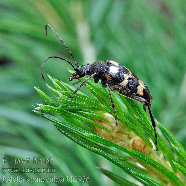 Sechsfleckiger Halsbock Judolia sexmaculata