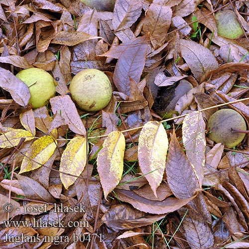 Amerikan Cevizi Juglans nigra Sort Valnød Black Walnut Noyer noir