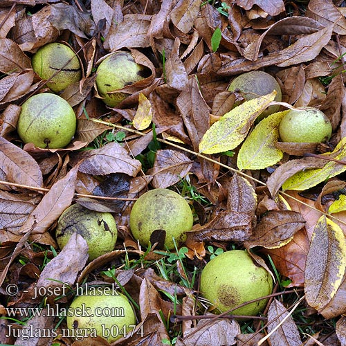 Black Walnut Noyer noir Горіх чорний Schwarznuss Ořešák černý