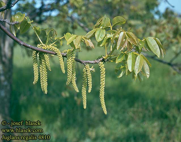 Juglans regia regalis Walnut Valnod Saksanpähkinä Noyer royal Okkernoot