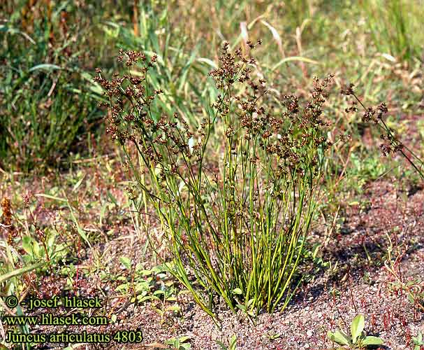 Juncus articulatus Jointed rush Glanskapslet siv Solmuvihvilä nivelvihvilä