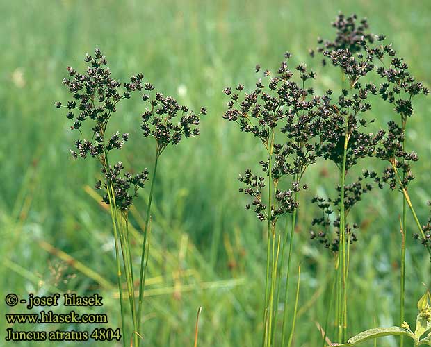 Juncus atratus Schwarze Binse Sit czarny Sítina tmavá černavá