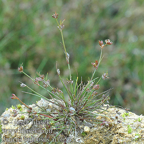 Juncus bulbosus Sítina cibulkatá Bulbous Rush Liden Siv Rentovihvilä