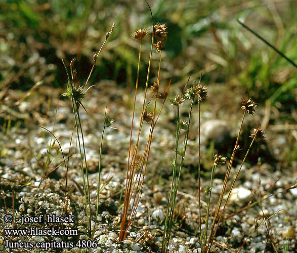 Juncus capitatus Dwarf rush Fin siv Mykerövihvilä Jonc capité koprus Giunco a capolino Lössacker-Binse Sit główkowaty sitina hlavičkatá sítina hlavatá Huvudtåg Ситник головчатый