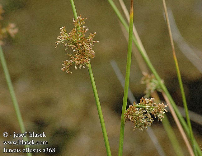 Juncus effusus Soft rush Lyse-siv Röyhyvihvilä Jonc épars Pitrus