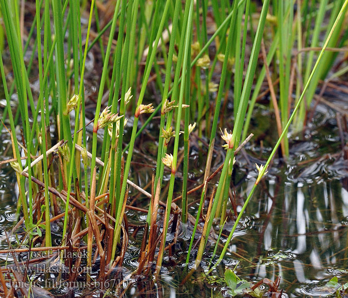 Juncus filiformis Sítina niťovitá Faden-Binse Korkenzieher