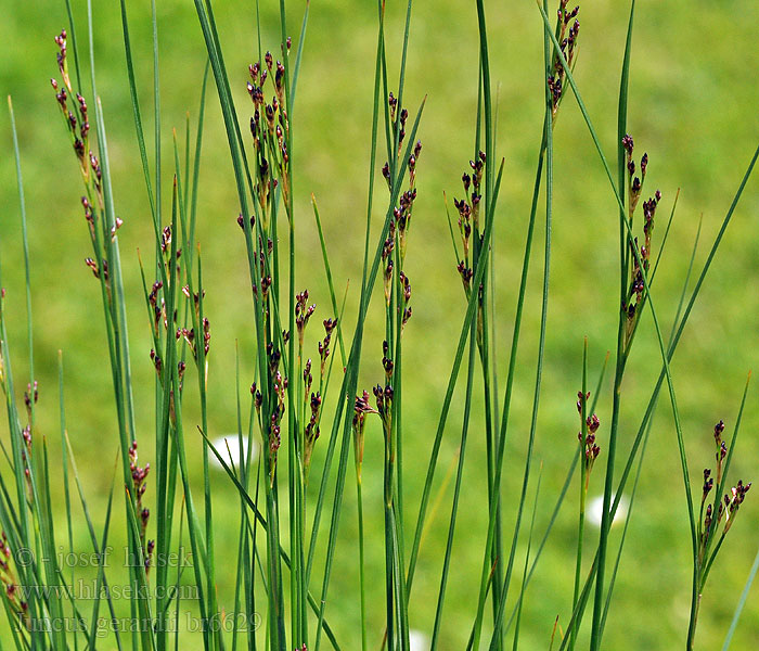 Juncus gerardii Sítina slanisková Saltmarsh rush Bodden-Binse