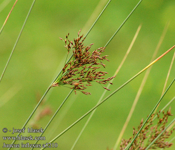 Juncus inflexus European meadow rush Blagra siv Sinervä vihvilä