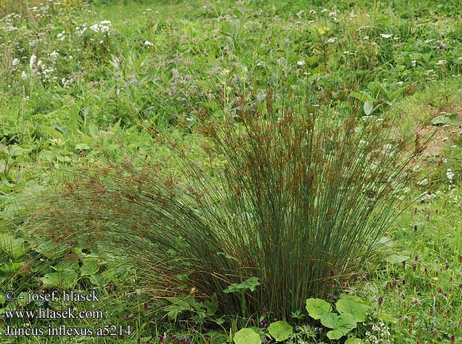 Sítina sivá Blåtåg glaucus Ситник искривленный European meadow rush