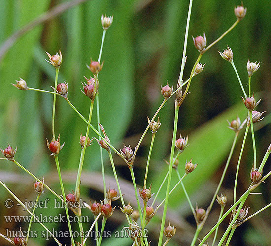 Juncus sphaerocarpus Sítina kulatoplodá Toad rush Jonc fruits globuleux