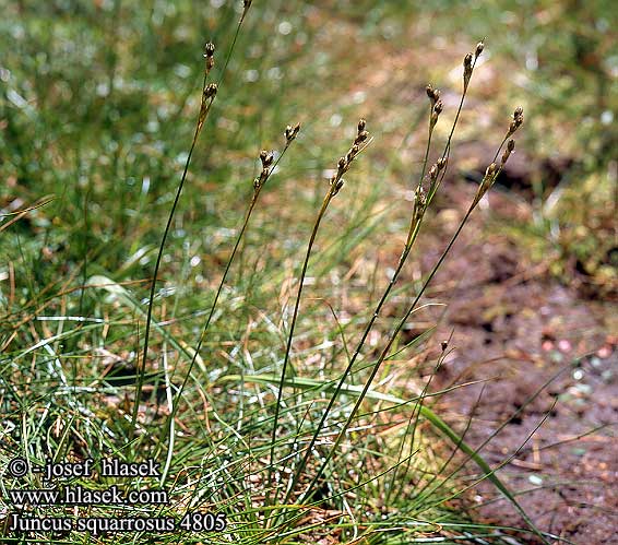 Juncus squarrosus Heath rush Borste siv borste-siv Harjasvihvilä