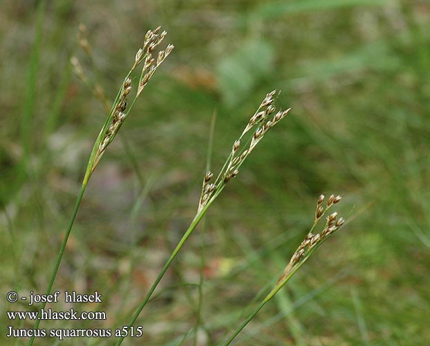 Juncus squarrosus Sparrige Binse Sit sztywny Sitina kostrbatá