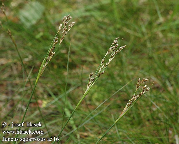 Juncus squarrosus Sparrige Binse Sit sztywny Sítina kostrbatá