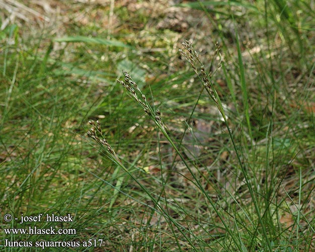 Juncus squarrosus Juncos atlánticos Borsttåg Ситник растопыренный