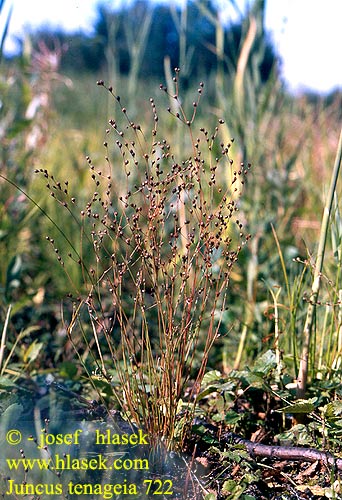 Juncus tenageia Tyndstanglet siv Jonc des marais Wijdbloeiende rus