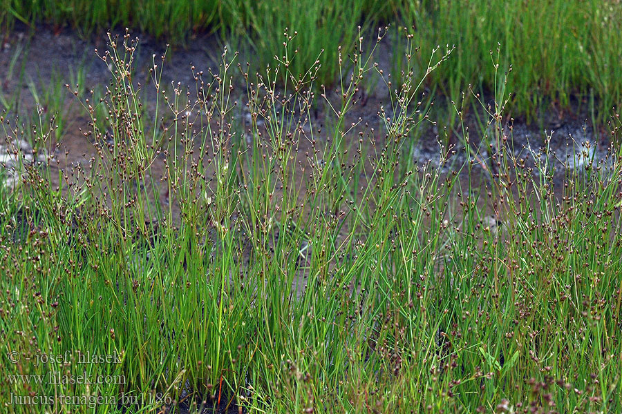 Juncus tenageia Giunco delle pozze