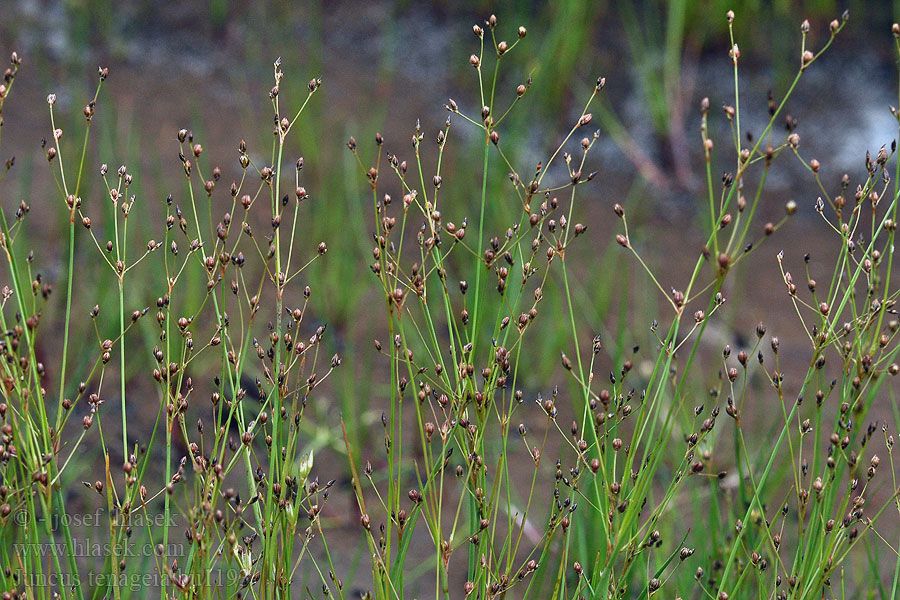 Juncus tenageia Schlamm-Binse