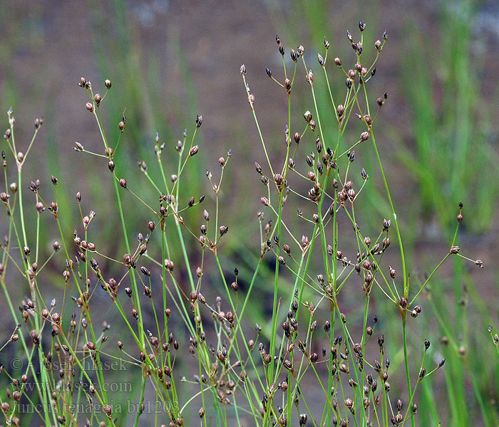 Juncus tenageia Sit błotny