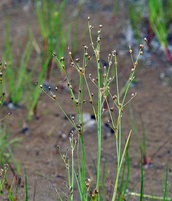 Juncus tenageia Sítina rybniční