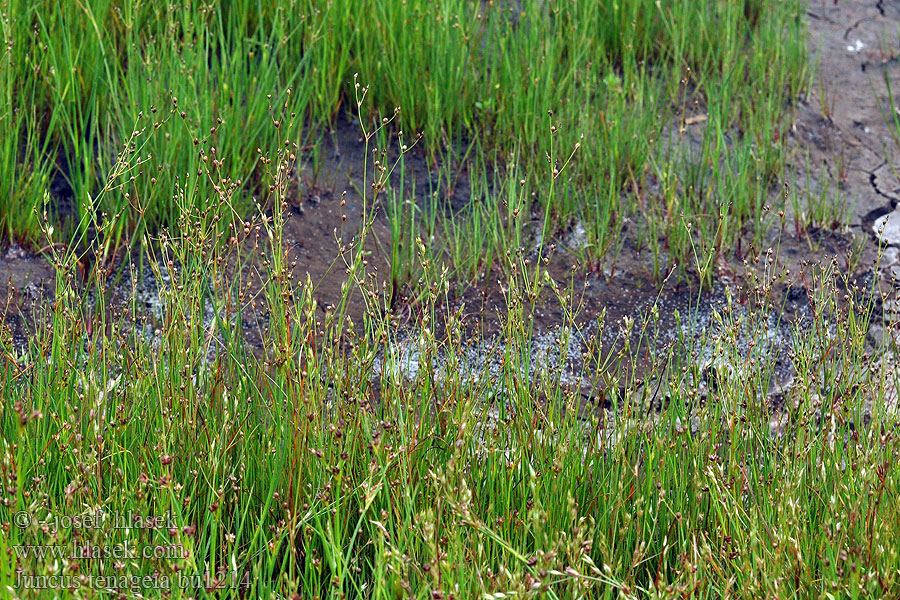 Juncus tenageia Iszapszittyó