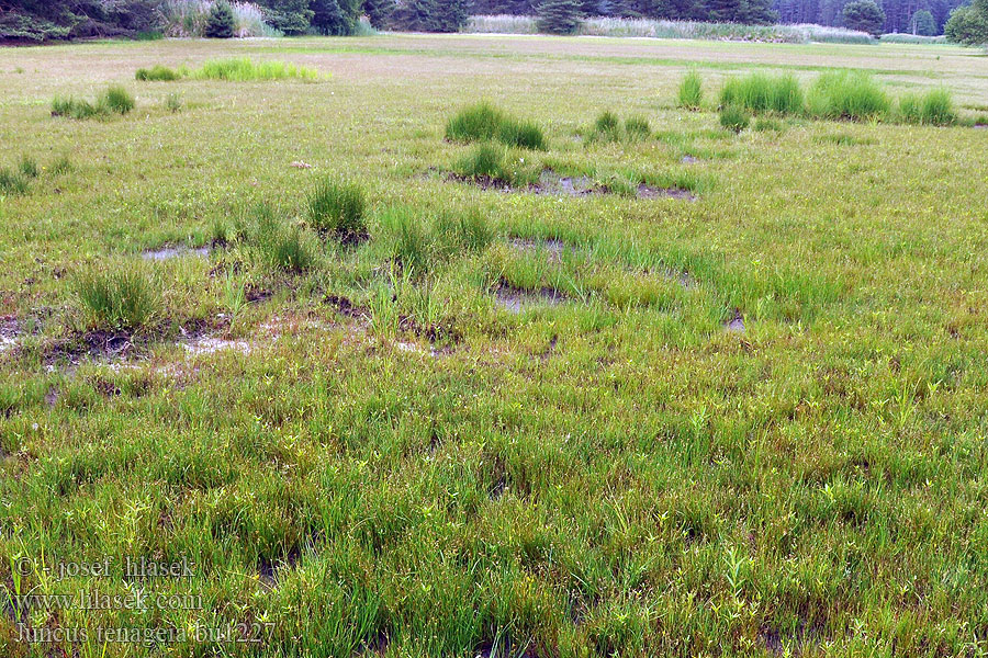 Juncus tenageia Ситник шиловидный