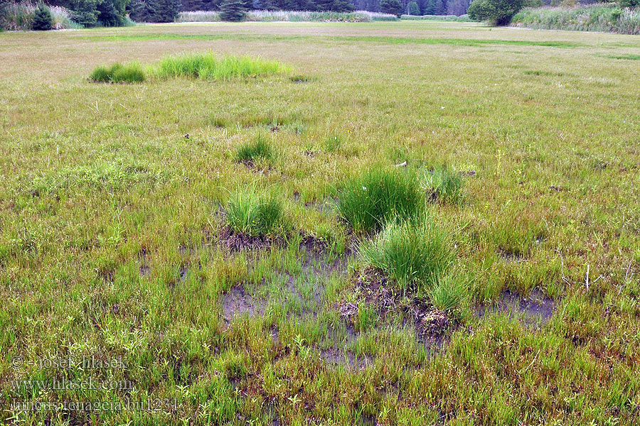 Juncus tenageia Sitina rybničná