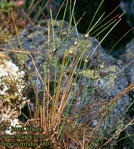 Juncus trifidus Three-leaved Rush Treblad-siv Tunturivihvilä kolmijakovihvilä