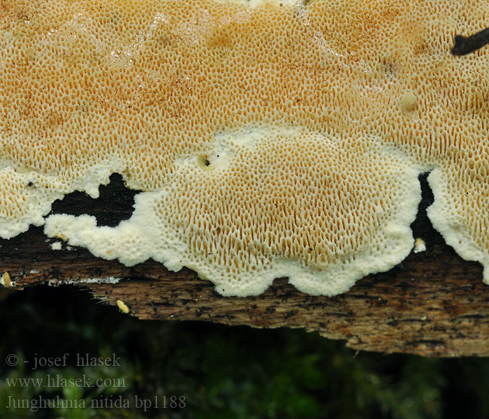 Pórovníček oranžovkastý Ockraporing Risukarakääpä Polypore lustré Юнгхуния блестящая