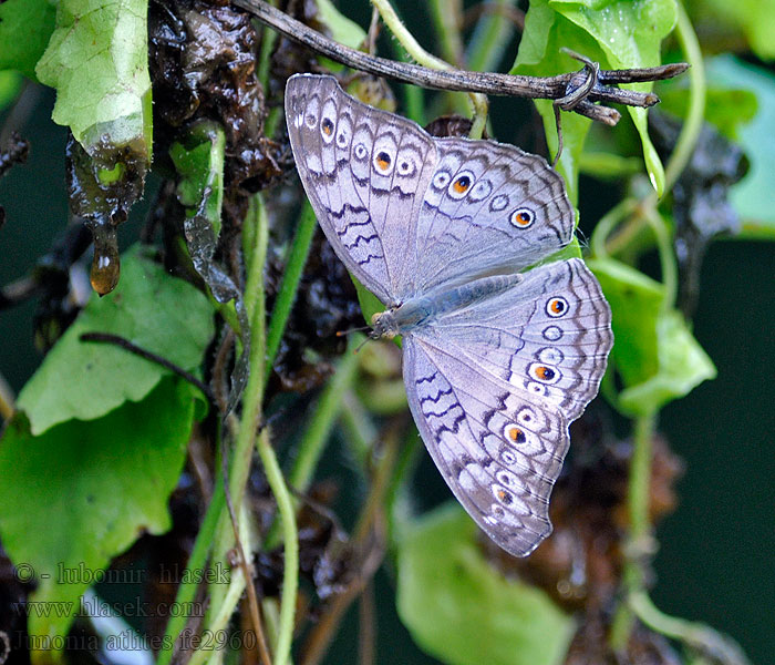 Junonia atlites Grey pansy