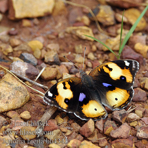 Junonia hierta Yellow Pansy