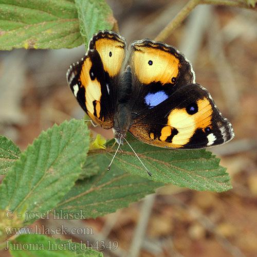 Junonia hierta Yellow Pansy