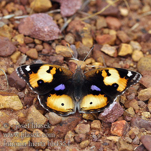 Yellow Pansy Junonia hierta